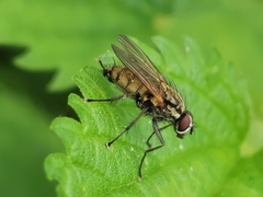 Hydrophoria lancifer