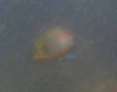 Thalassoma trilobatum