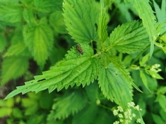 Hydrophoria lancifer