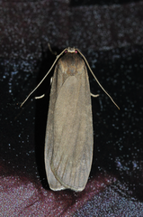 Eilema squalida