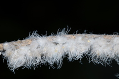 Prociphilus xylostei