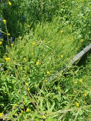 Sisymbrium officinale