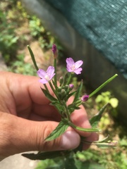 Epilobium adenocaulon