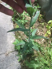 Epilobium adenocaulon