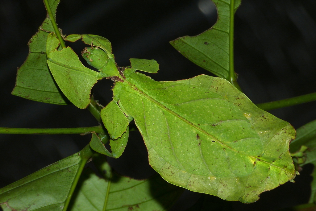 Giant Leaf Insect