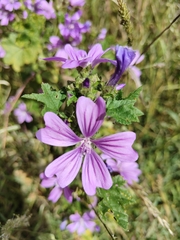 Malva sylvestris