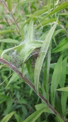 Pisaura mirabilis