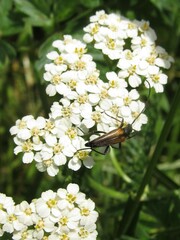 Stenurella melanura