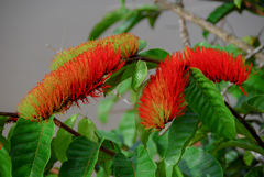 Combretum fruticosum