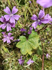 Malva sylvestris