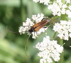 Stenurella melanura