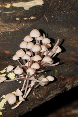 Mycena clarkeana