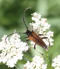 Stenurella melanura