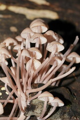 Mycena clarkeana