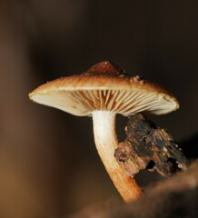 Pholiota communis