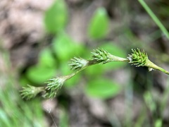 Carex festucacea