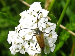 Pseudovadonia livida