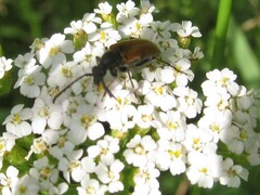 Pseudovadonia livida