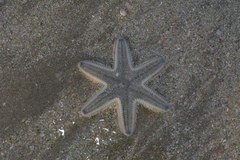 Astropecten indicus