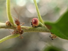 Callirhytis perditor