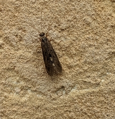Hydropsyche