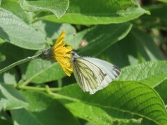 Pieris bryoniae