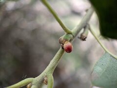 Callirhytis perditor