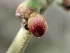 Callirhytis perditor