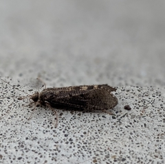 Hydropsyche