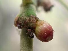 Callirhytis perditor