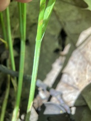 Carex festucacea