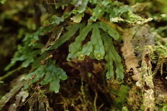Hymenophyllum nitidulum