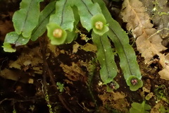 Hymenophyllum nitidulum