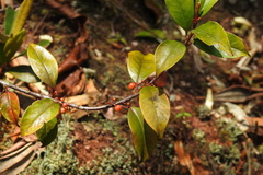 Myrsine stolonifera