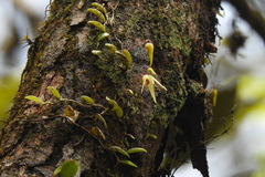 Bulbophyllum drymoglossum