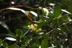 Rhododendron kawakamii