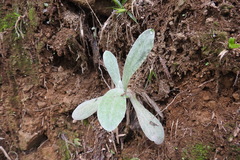 Pseudognaphalium adnatum