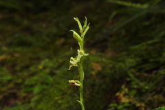 Platanthera sonoharae
