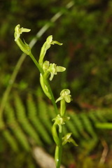 Platanthera sonoharae