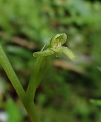 Platanthera sonoharae
