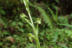 Platanthera sonoharae
