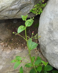 Scrophularia yoshimurae