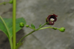 Scrophularia yoshimurae