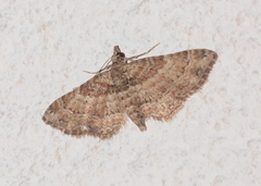 Gymnoscelis rufifasciata