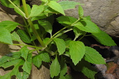 Scrophularia yoshimurae