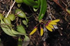Bulbophyllum retusiusculum