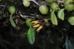 Bulbophyllum retusiusculum