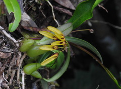 Bulbophyllum retusiusculum