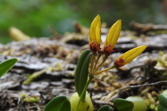 Bulbophyllum retusiusculum