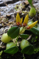 Bulbophyllum retusiusculum